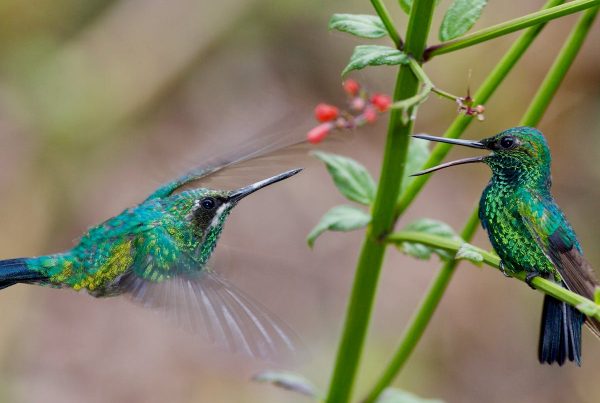 HummingBirds of Florida – Wonders of the Nature 1